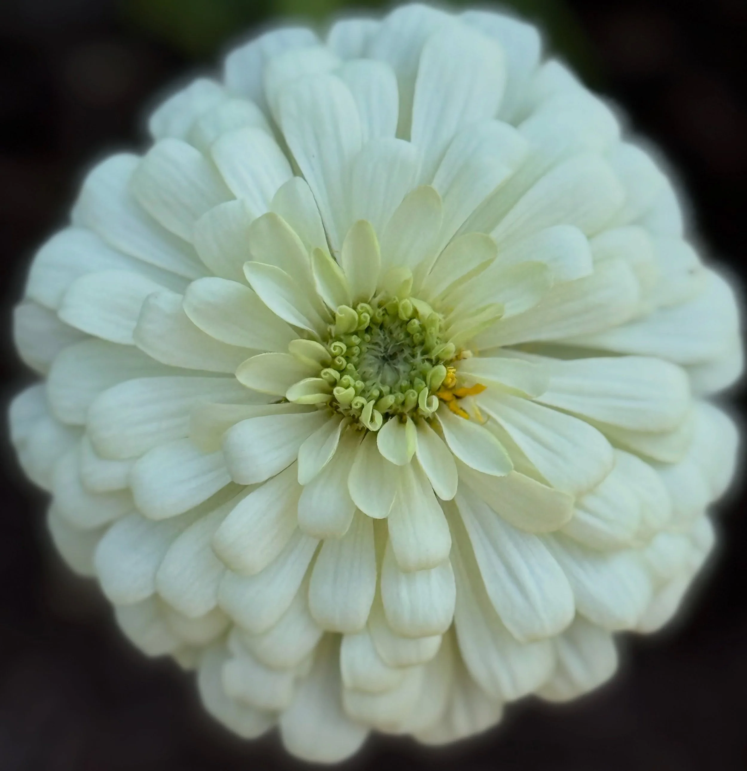 Does anyone else get excited seeing new blooms on their plants? I can&rsquo;t adequately explain the amount of joy I get from seeing these.

In late June I showed you my first blooms on these zinnia plants. I shared how happy I was to see these as I 