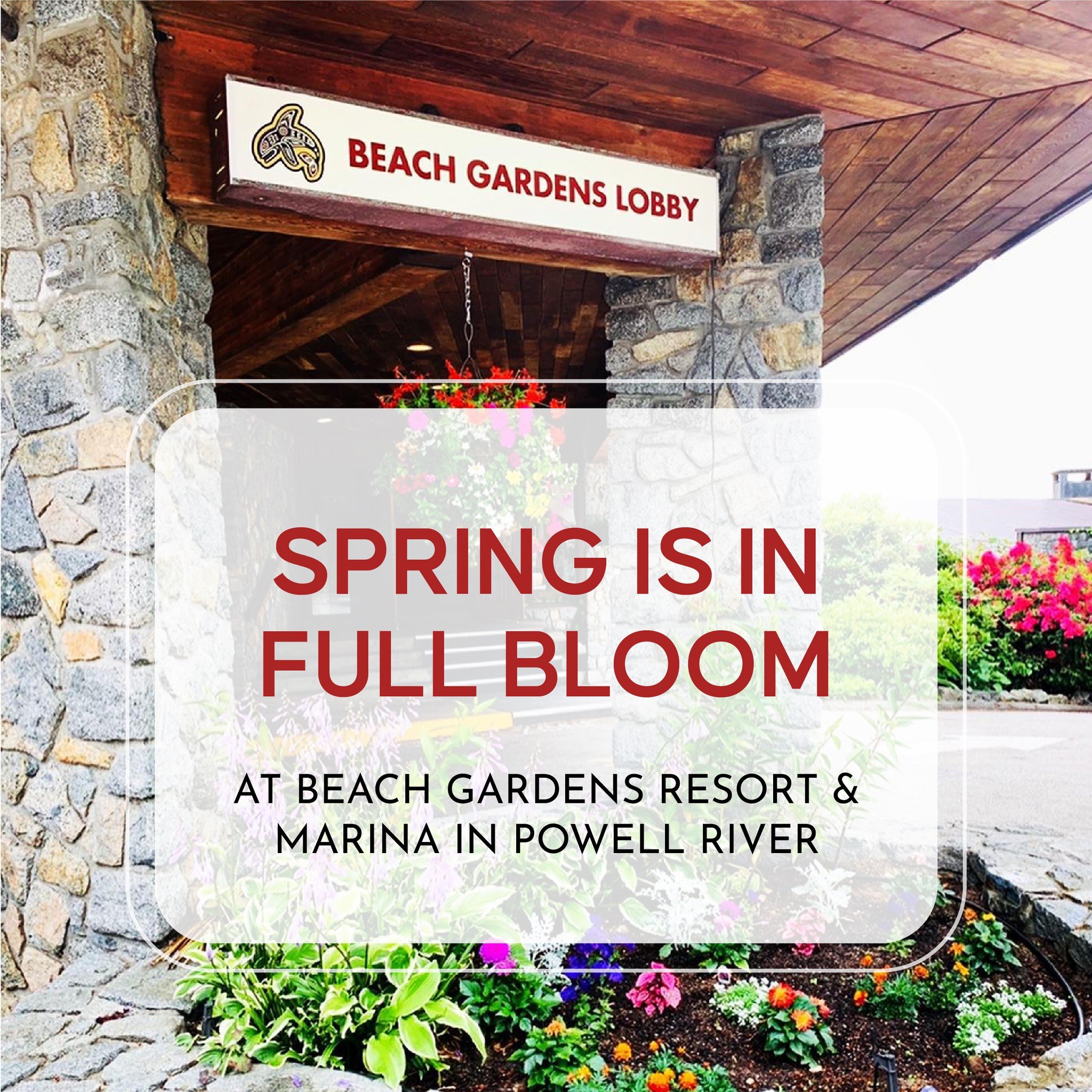🌸 Spring is in full bloom at Beach Gardens Resort &amp; Marina in Powell River! 🌊 Embrace the beauty of the season with a relaxing coastal getaway. Enjoy stunning waterfront views, cozy accommodations, and unforgettable adventures. 

Book your spri