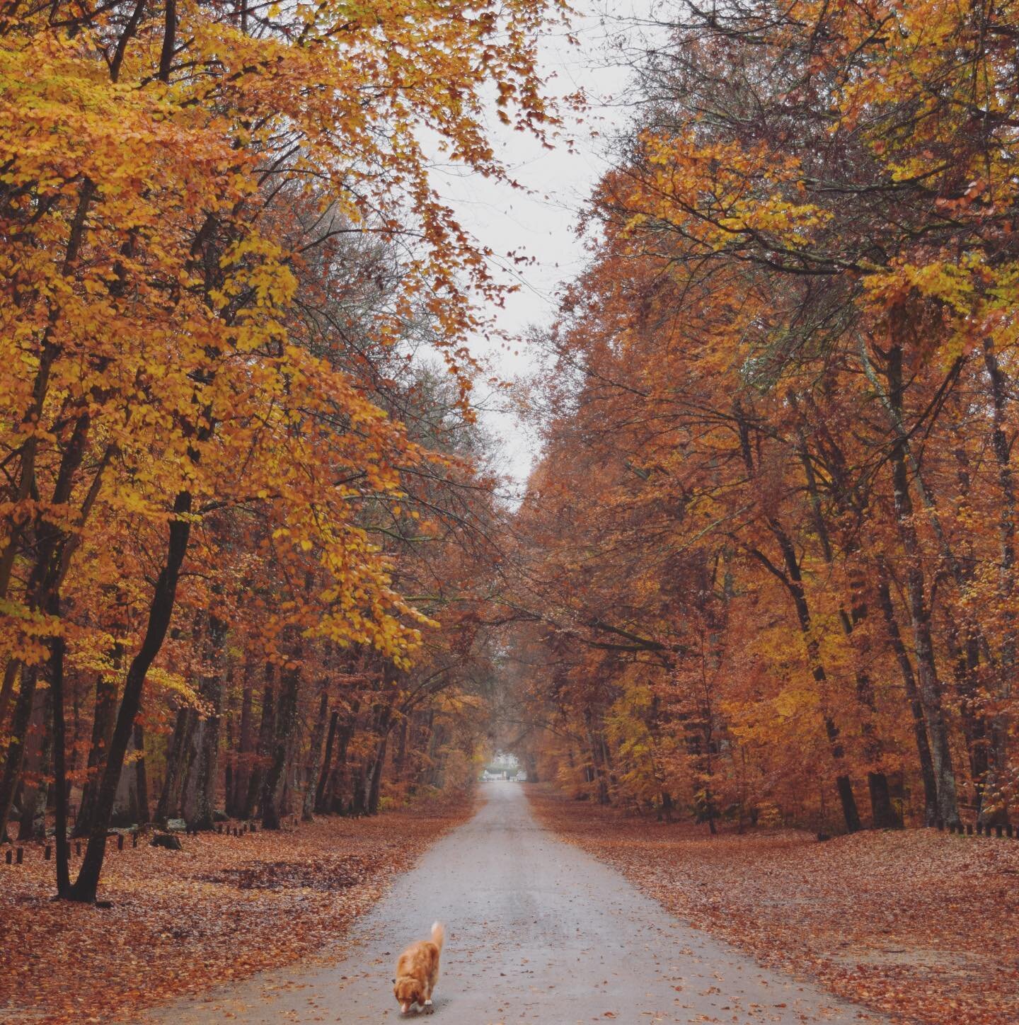 Ces couleurs 🧡🍁💛🍂
.
.
.
.
#barbizon #autumn #automne #for&ecirc;t #fontainebleau #foretdefontainebleau #barbizonvillage #november #paysdefontainebleau #forest