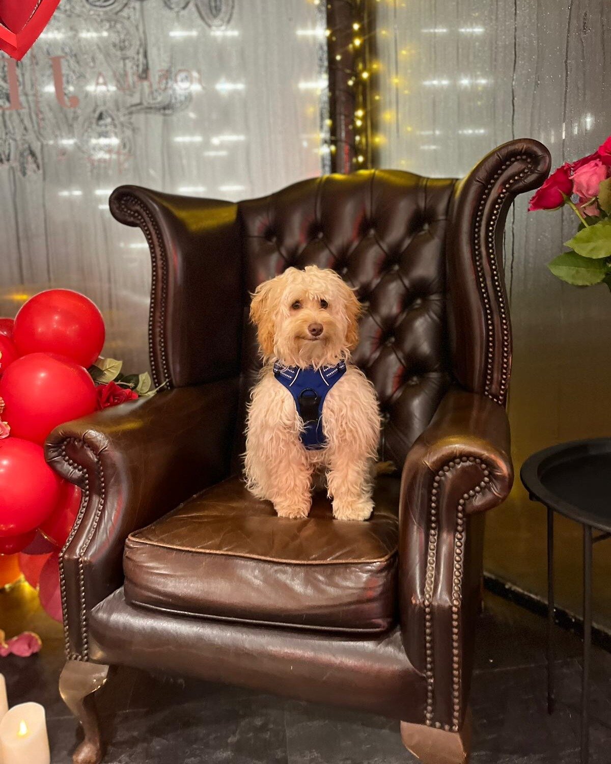 Today is #LoveYourPetDay 🐾❤️

...and there's definitely a special someone who has our salon's heart 🐶 our little furry man loves meeting and greeting you all on your visits 🫶

We understand that pawrent life can be hard to juggle sometimes and tha