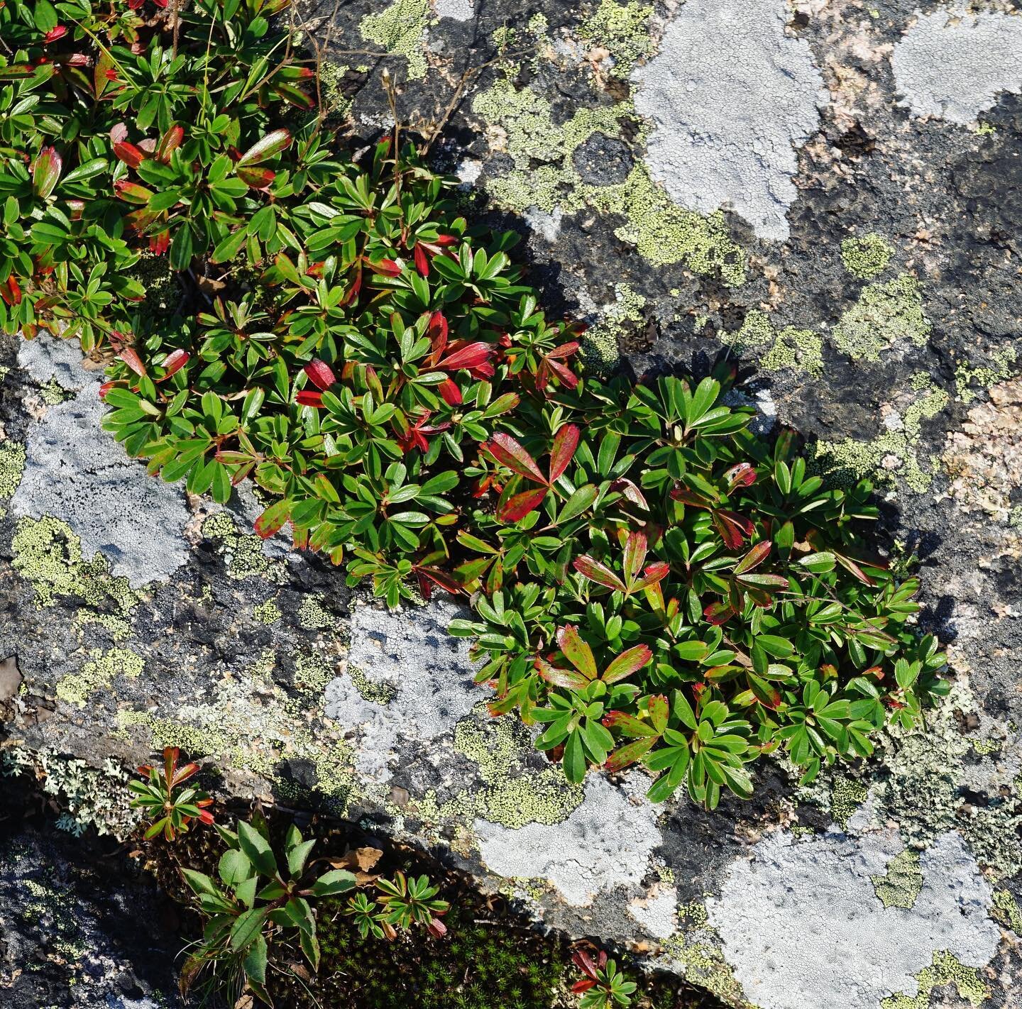 The native plant diversity on Cadillac Mountain is a sight to behold. Wandered the summit trails admiring the resilience and beauty of subapline species like Three Toothed Cinquefoil, Crowberry and Ground Juniper, to name a few. Even spotted a late b