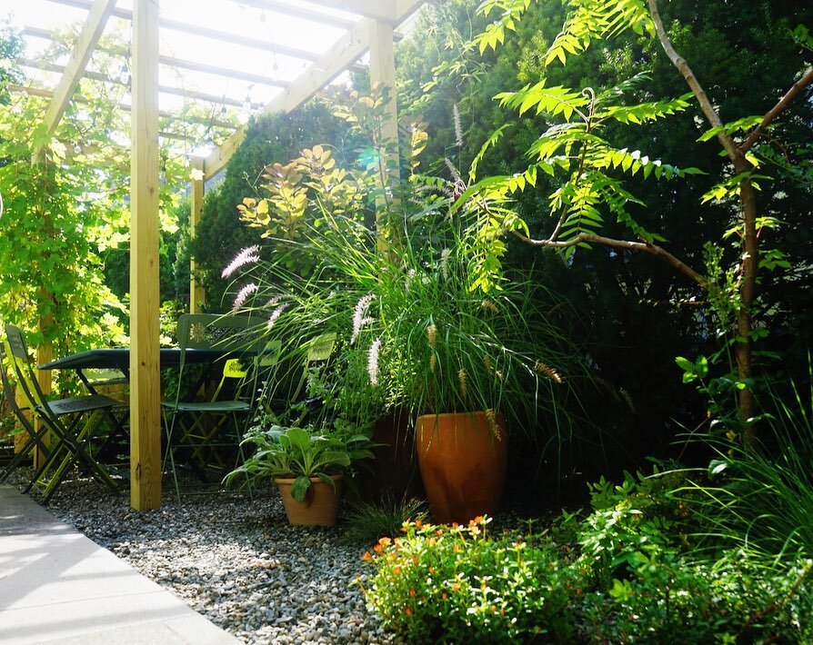 Morning light in the gravel garden.