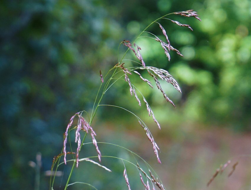 Tridens flavus shimmering in late summer. A keystone species in native meadow restoration.

#tridensflavus #purpletopgrass 
#nativeplantsofthenortheast