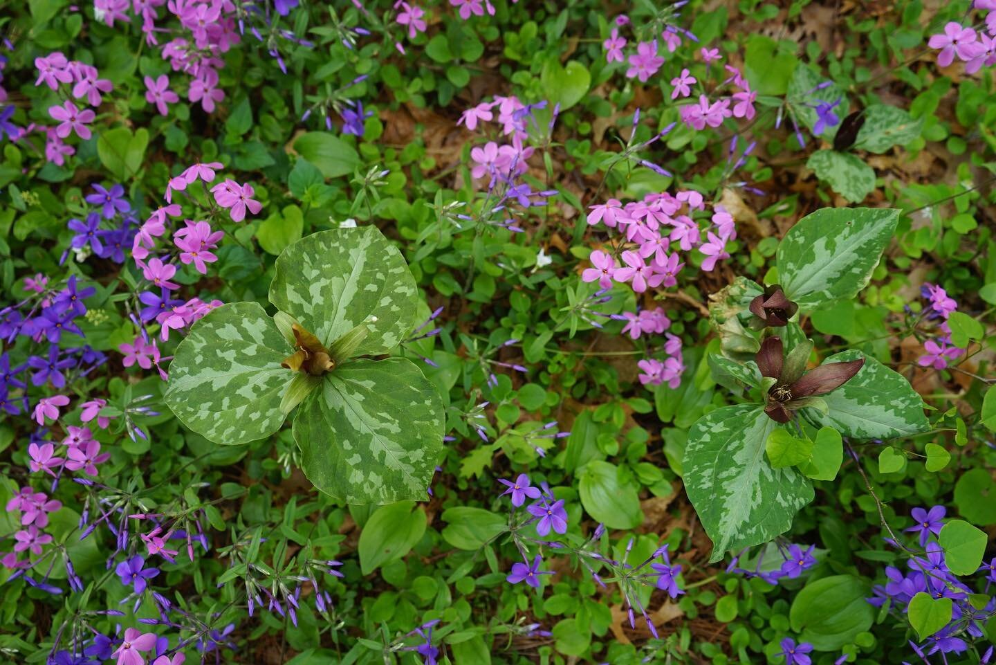 Trillium and woodland phlox on display right now at Garden in the Woods. So glad we made it in time!