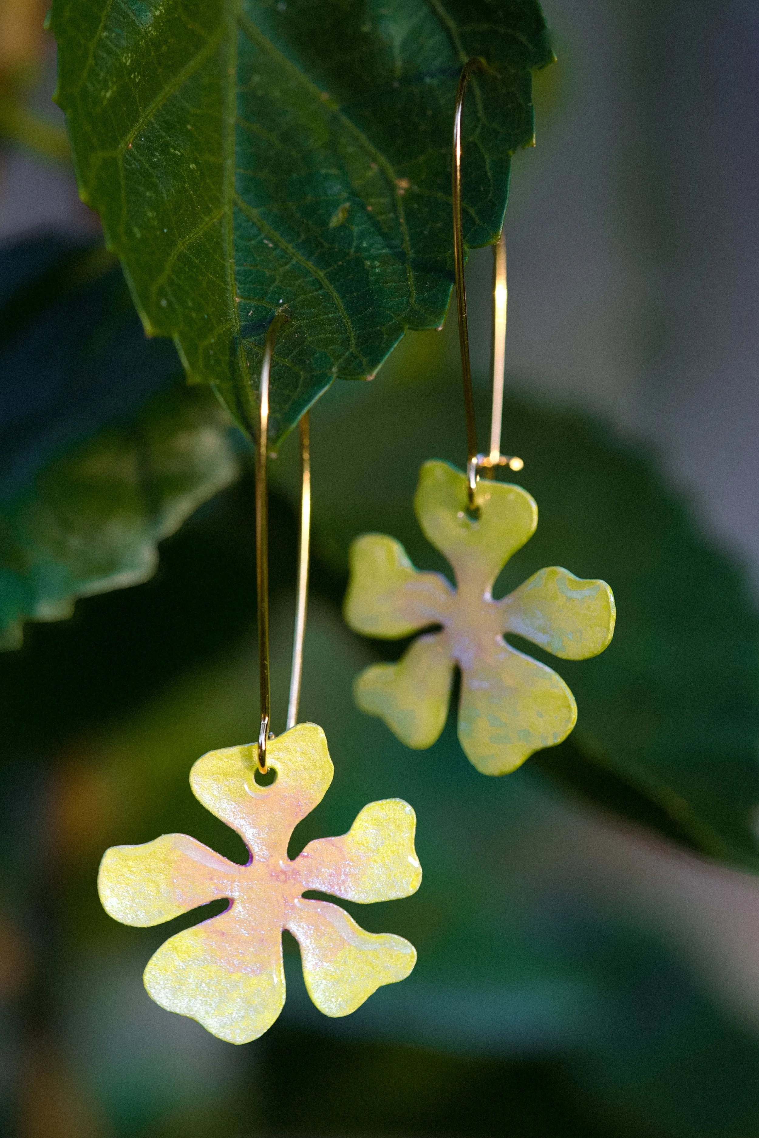 hibiscus mini buttercup.jpg