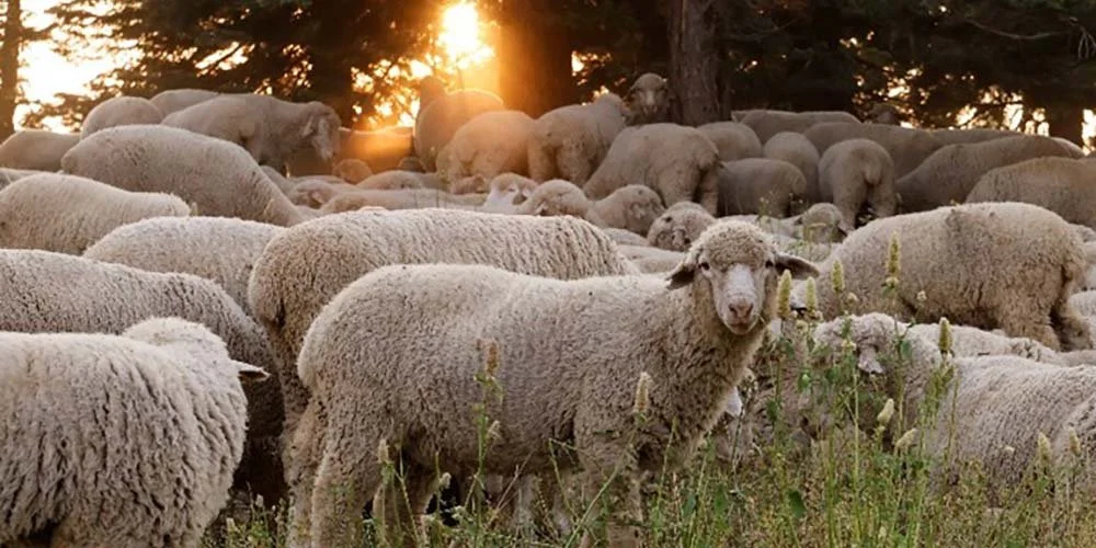 “A Voice for the Sheep”