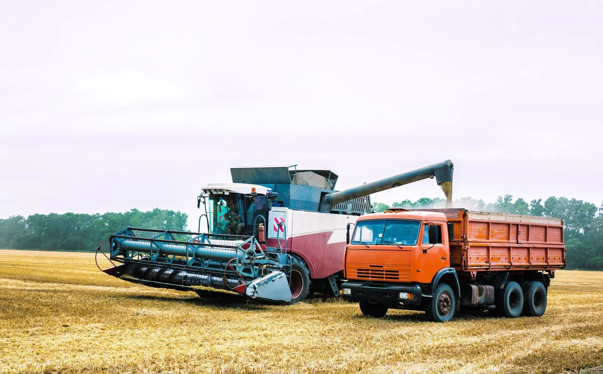 “Harvest Time”