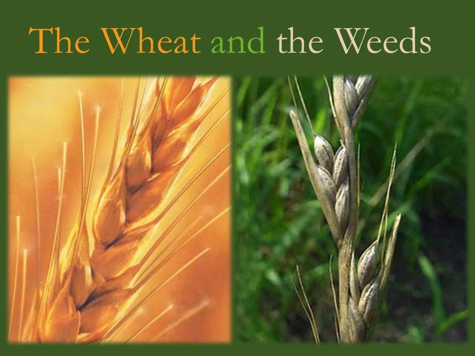 “Wheat and Weeds”