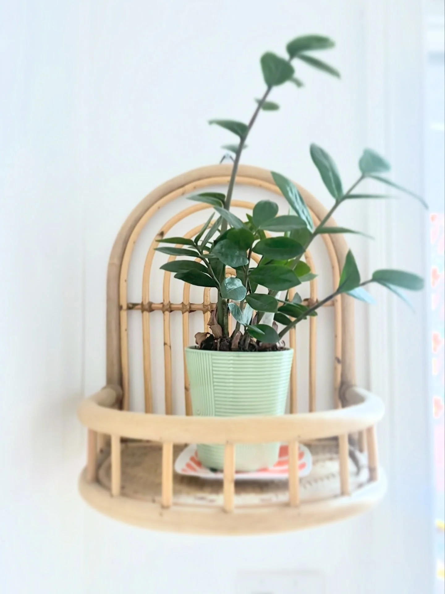 Adding green vibes to every corner! 🙌🏻💚✨🪴💚 #GreenCorner #plants #plantsmakemehappy