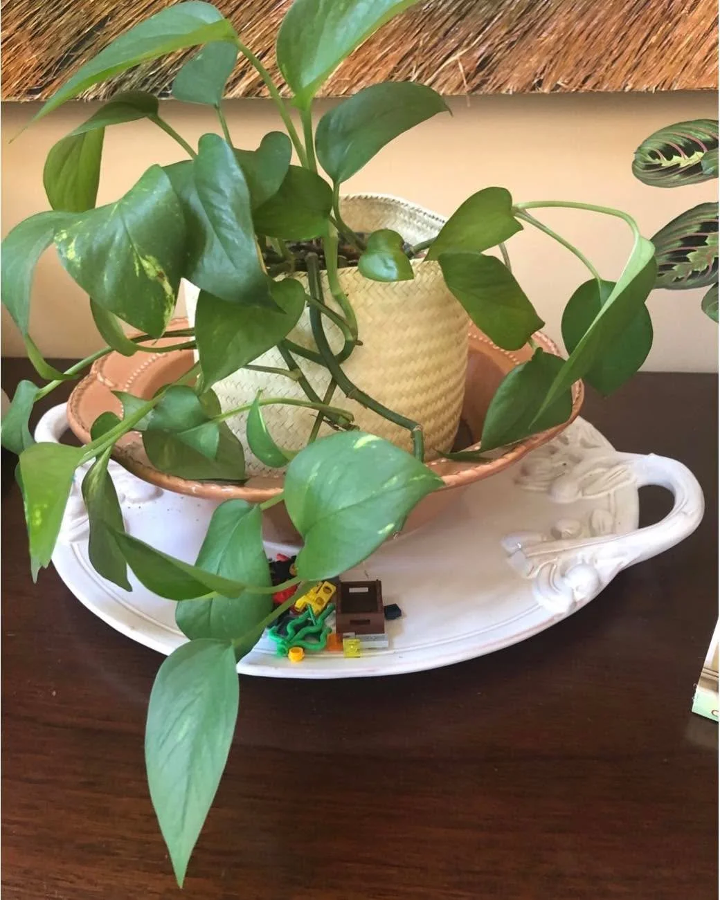 I love my watching my plants grow into each corner of my home. 🪴 

In feng shui, the pothos plant is a powerful, wood-element plant symbolizing wealth, growth, and adaptability. It brings positive chi to spaces. Ideal for enhancing prosperity, it is