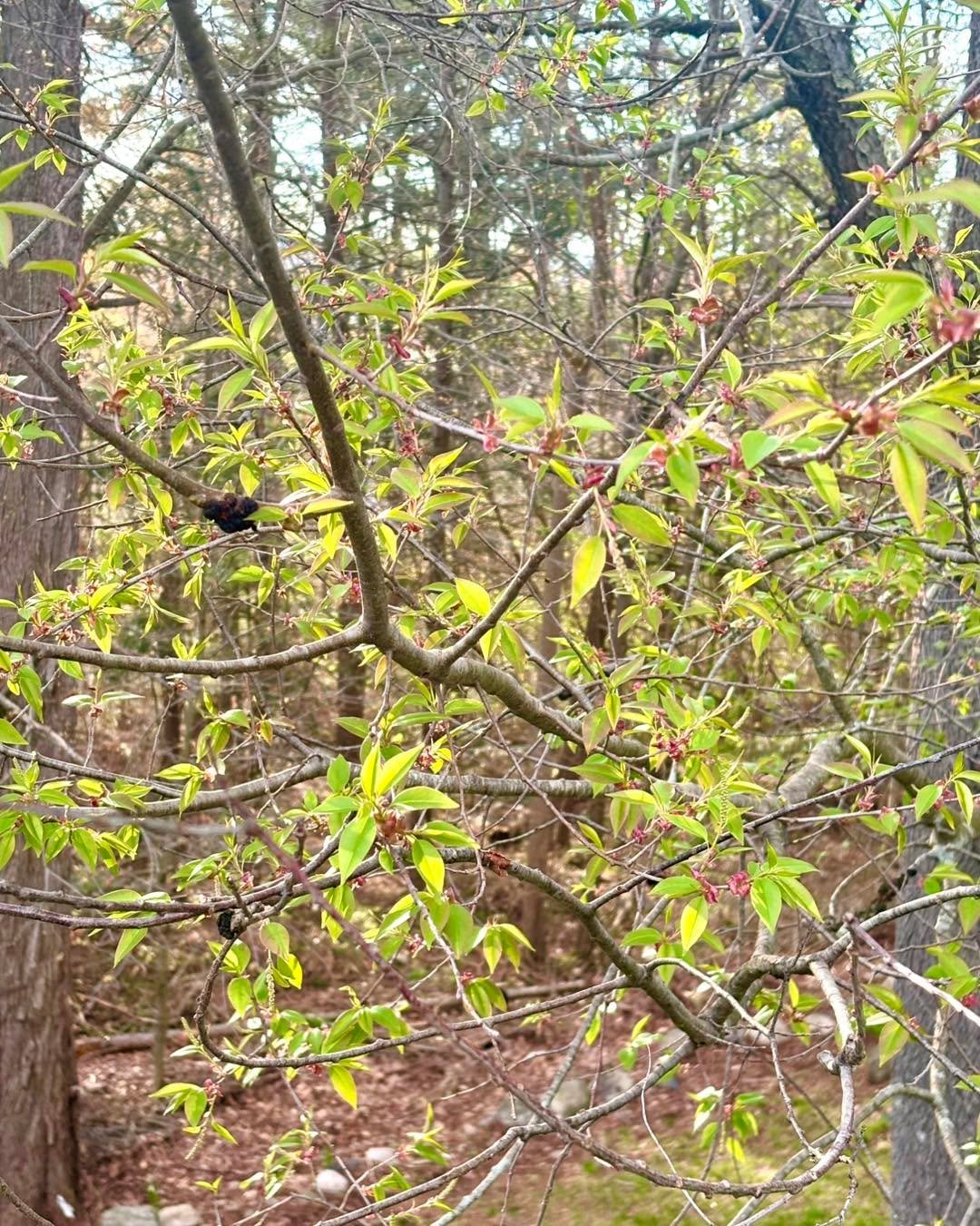 Spring is really starting to bloom which represents a potent energy of renewal, rebirth, and active growth, symbolizing a transition from winter's quiet introspection to a vibrant, action-oriented phase of life. 🌷

This energy gives us a "fresh