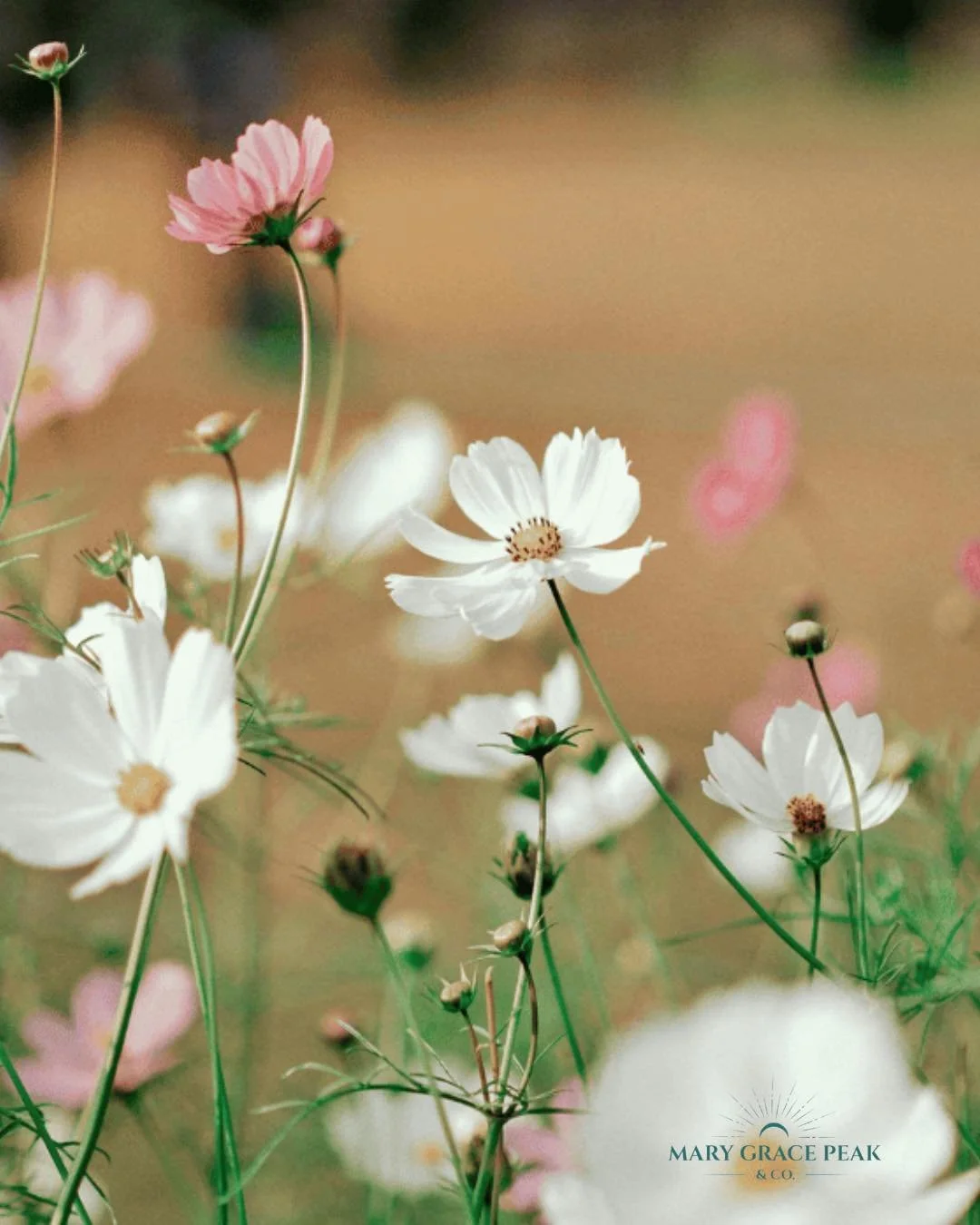 Did you know that your backyard has energy?

Here&rsquo;s How to Make It Feel Amazing 🌿
 
Now that the weather is finally warming up, I&rsquo;m ready to spend more time outdoors and notice how those spaces can be healing, but also functional too!
 
