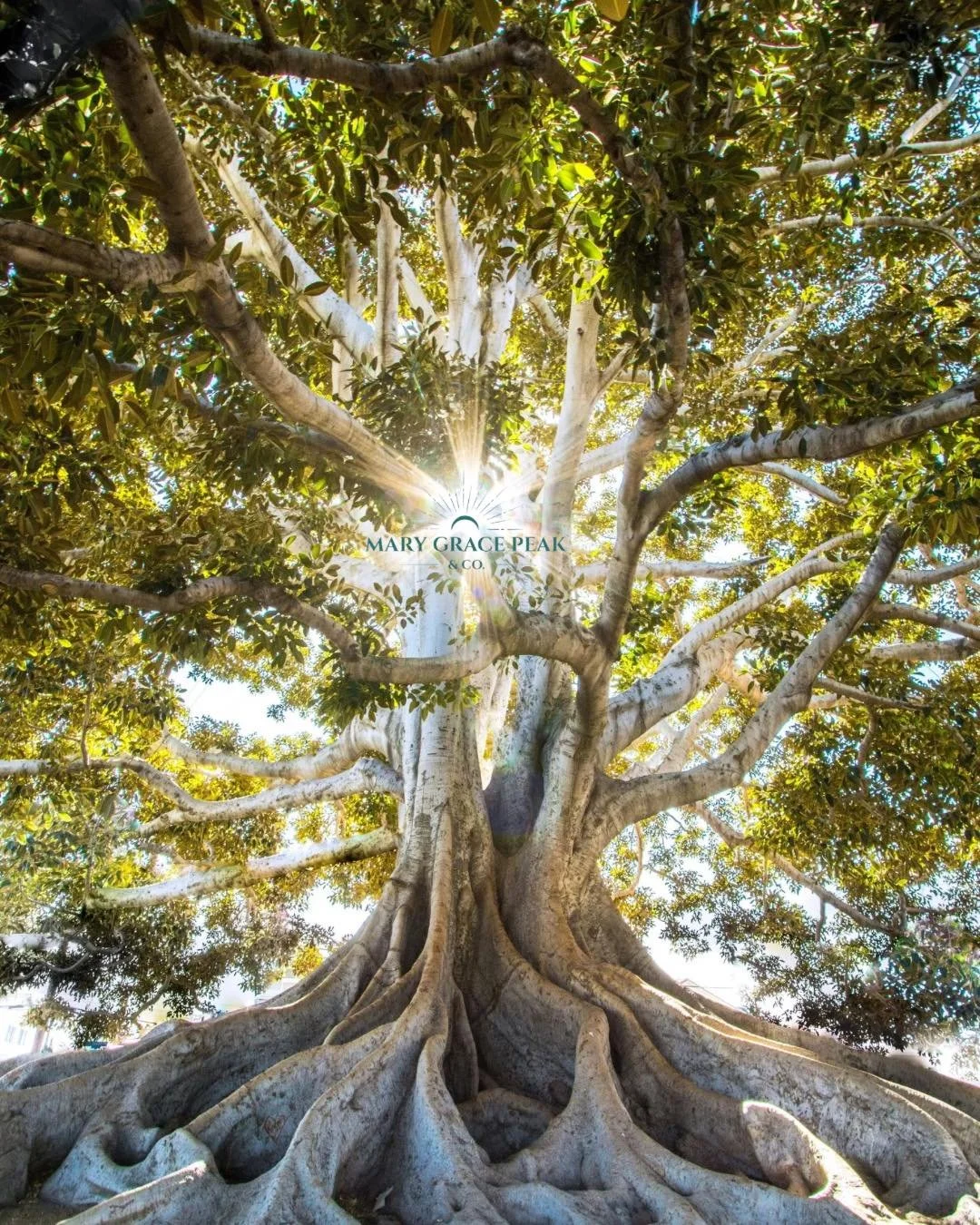 For those standing at the edge of a new chapter, wondering what's next.

Midlife isn't a crisis. It's a crossroads. A moment when the old ways of doing things no longer fit and something new is waiting to emerge. But knowing that doesn't always make 
