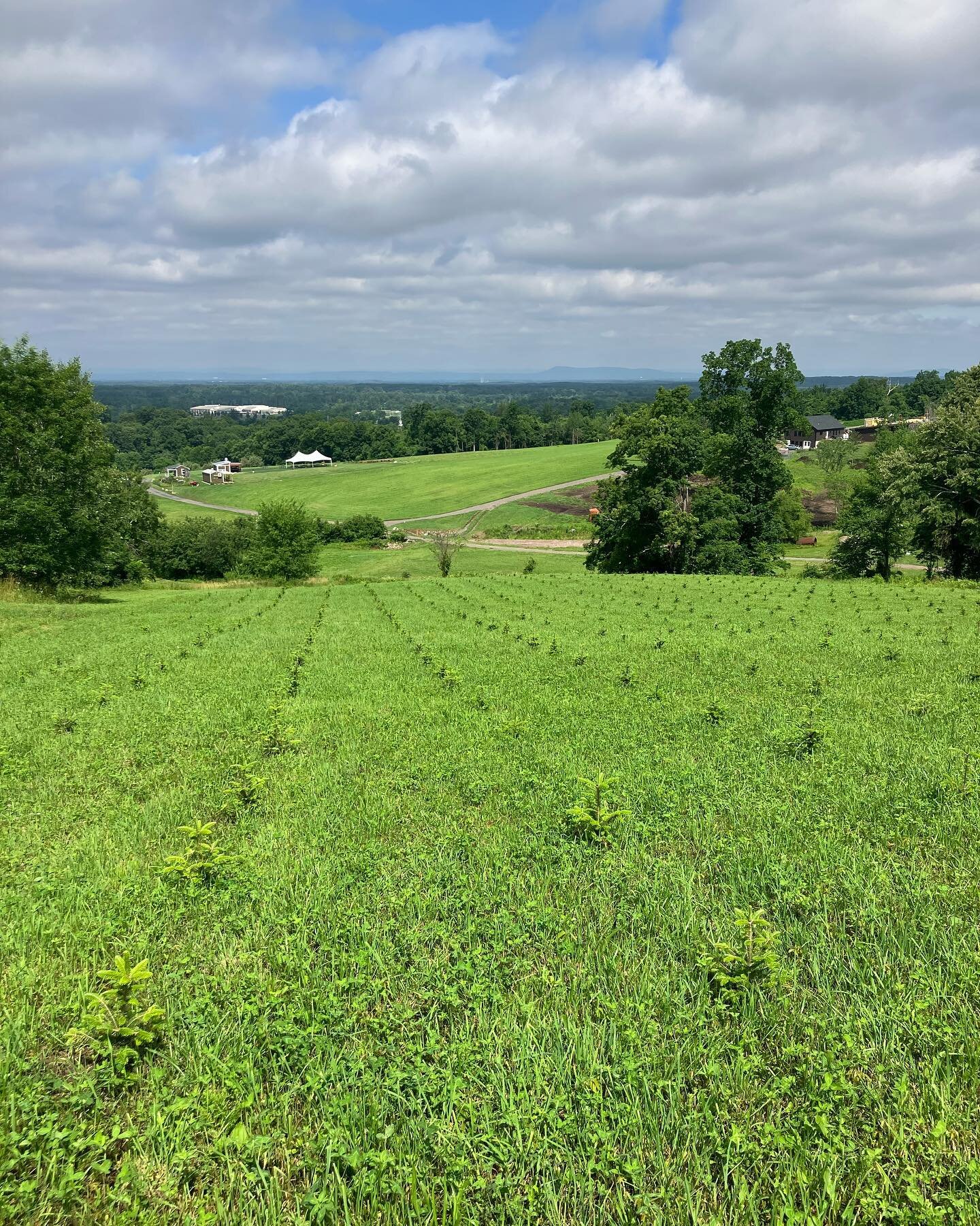 The trees have certainly grown! Only 6 years left&hellip;&hellip; #treefarming #Wilbraham #westernmass #christmastrees