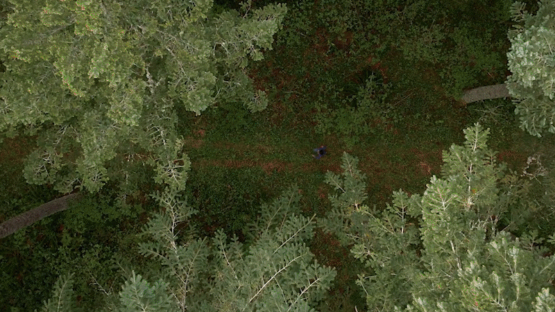 Trailedd.gif
