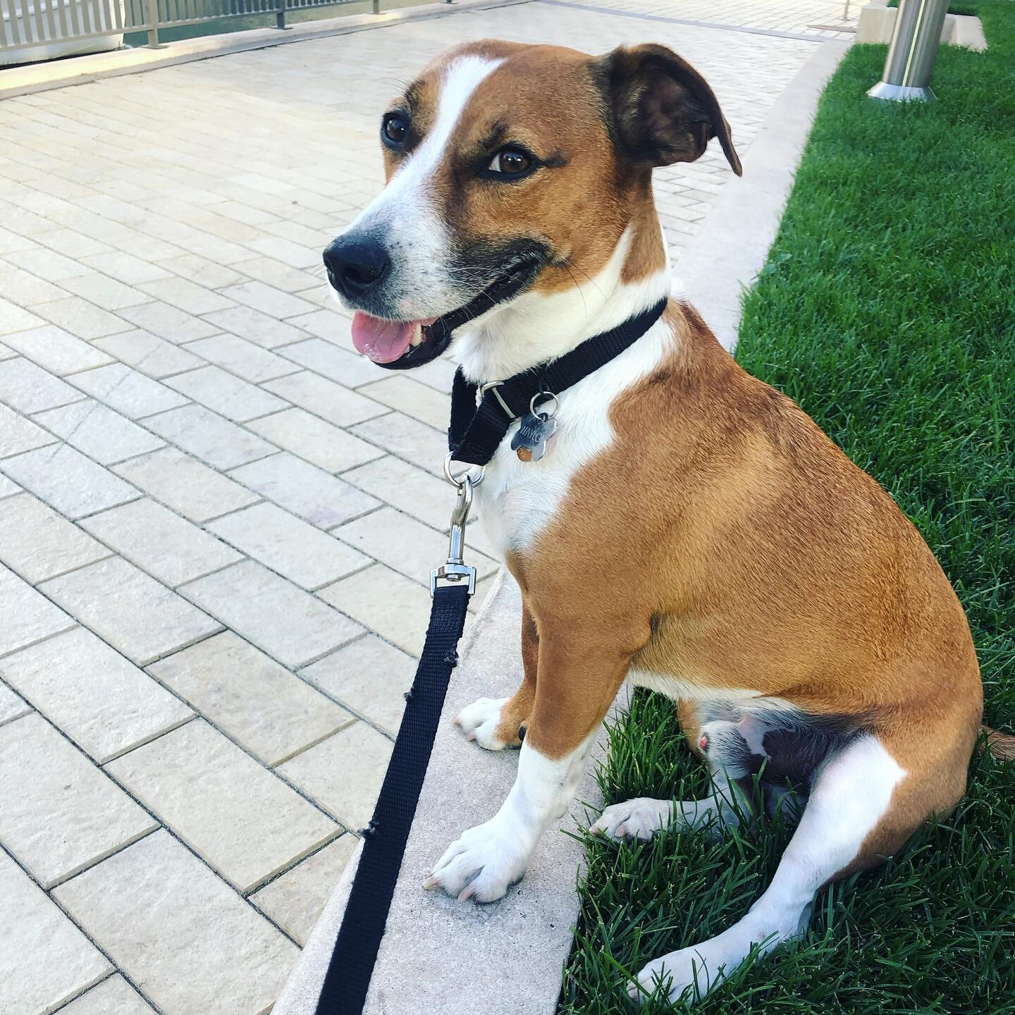 Catch me on a patio, it feels like #summertimechi 😎🐾 to all my fellow patio pups: don&rsquo;t forget to smile n look cute so the human gives you a french fry (or two&hellip;) 
.
.
.
.
.
#doggosdoingthings #dogsofinstagram #waylonsworld #readwaylons