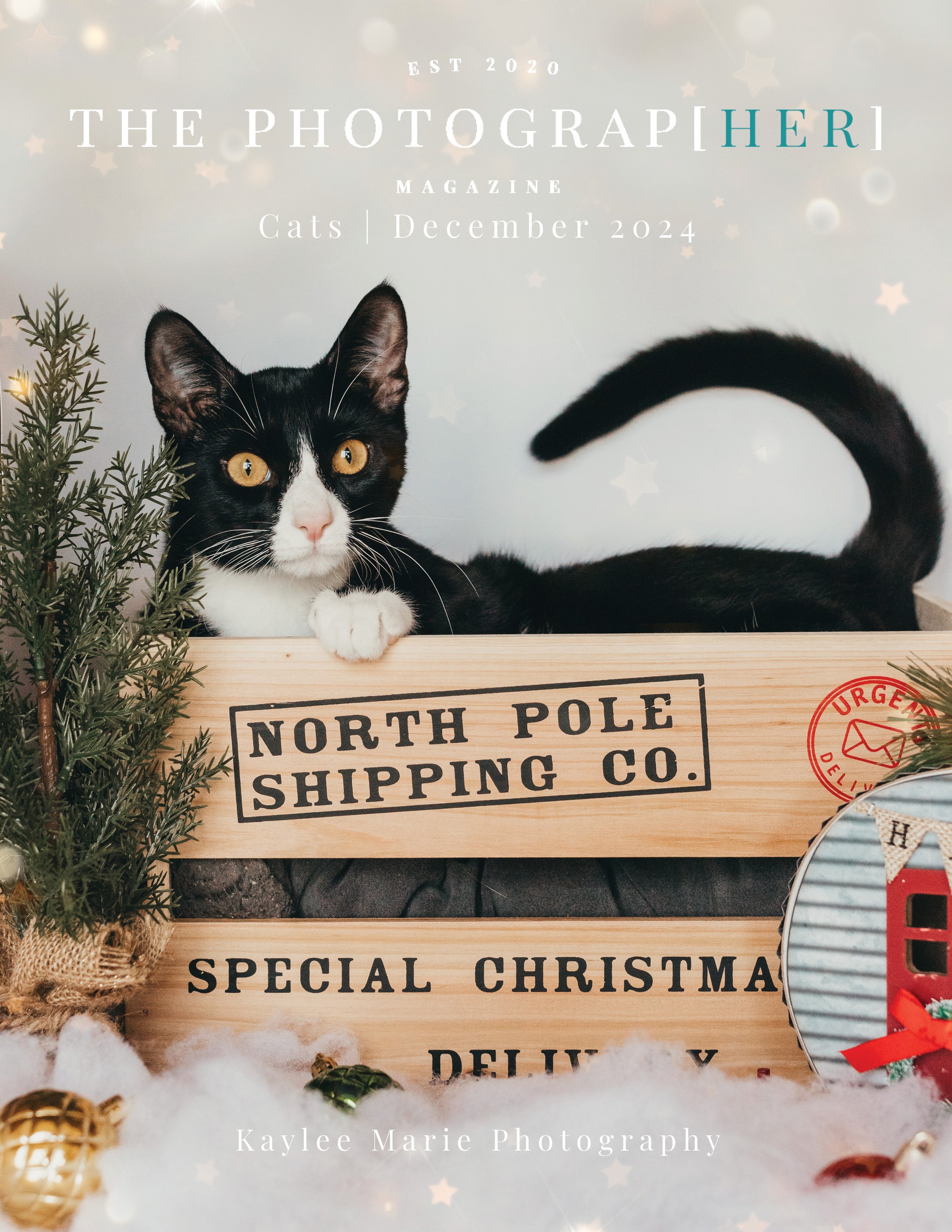 TPM Cats December 2024.jpg
