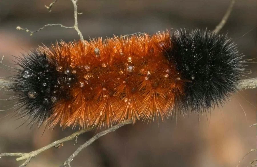FuzzyCaterpillar.jpeg