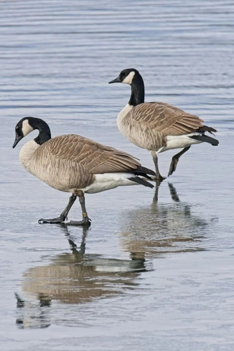 2 Geese-Sticker.jpg
