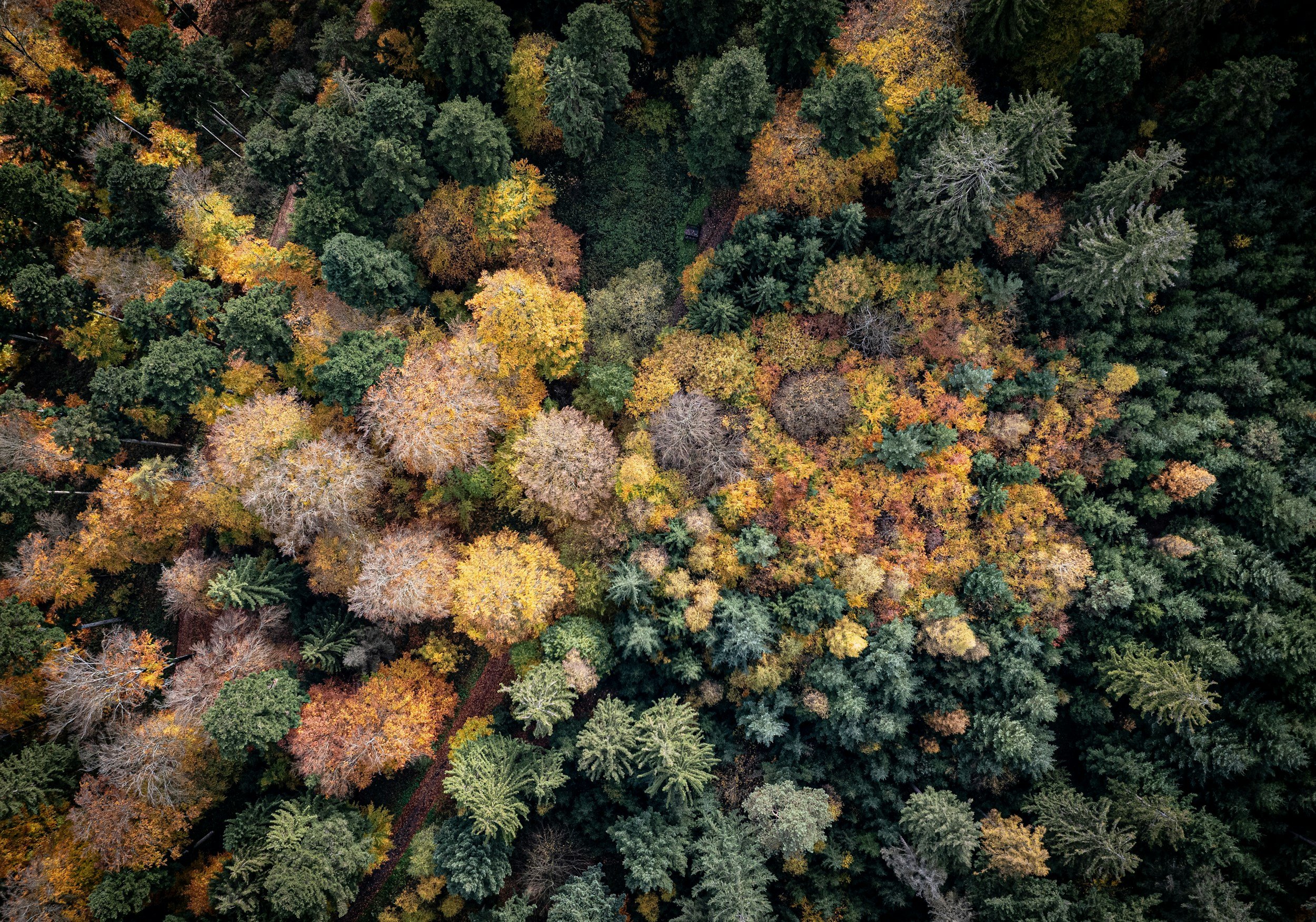 An aerial view of a dense forest showing trees with fall foliage in shades of green, yellow, orange, and brown.