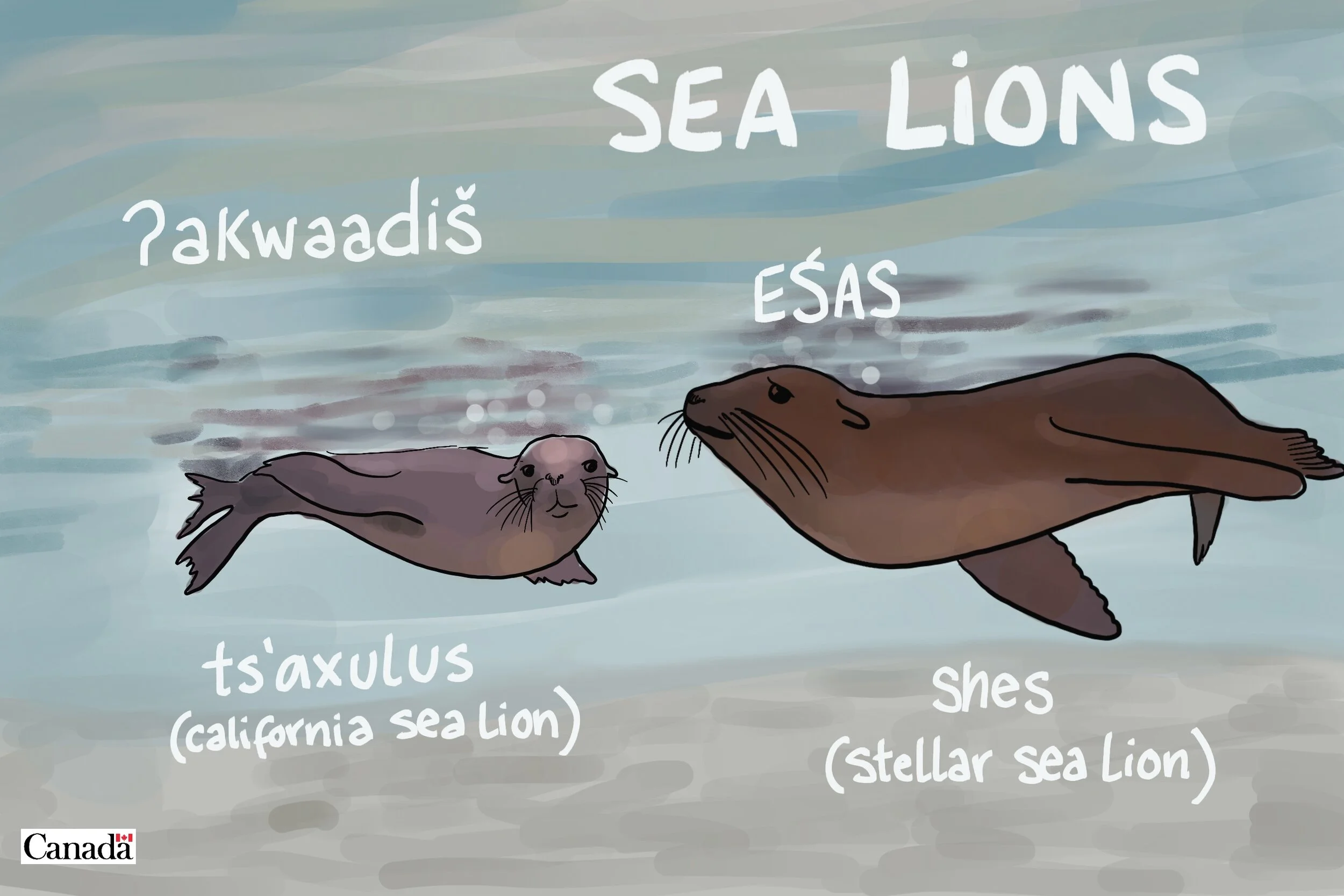 DFO Image Bank. Illustration of Sea lions with Indigenous names