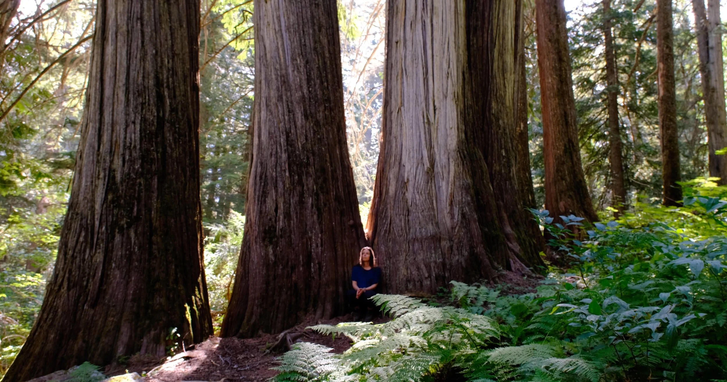 what if you don't live walking distance from the old growth I'm sitting under in this photo? How can you feel like part of nature if you live in the concrete jungle? How can you feel conected without moving to the woods?