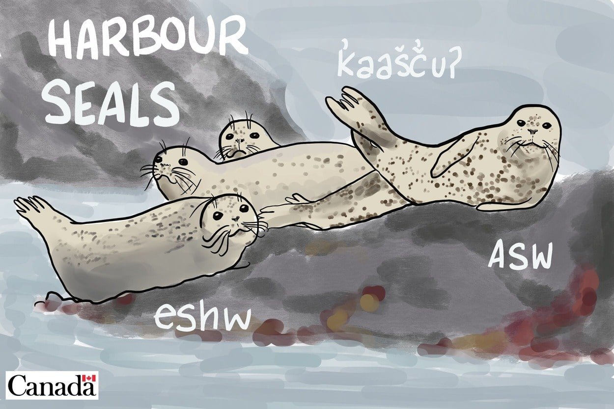 DFO Image Bank. Illustration of harbour seals with indigenous names. 