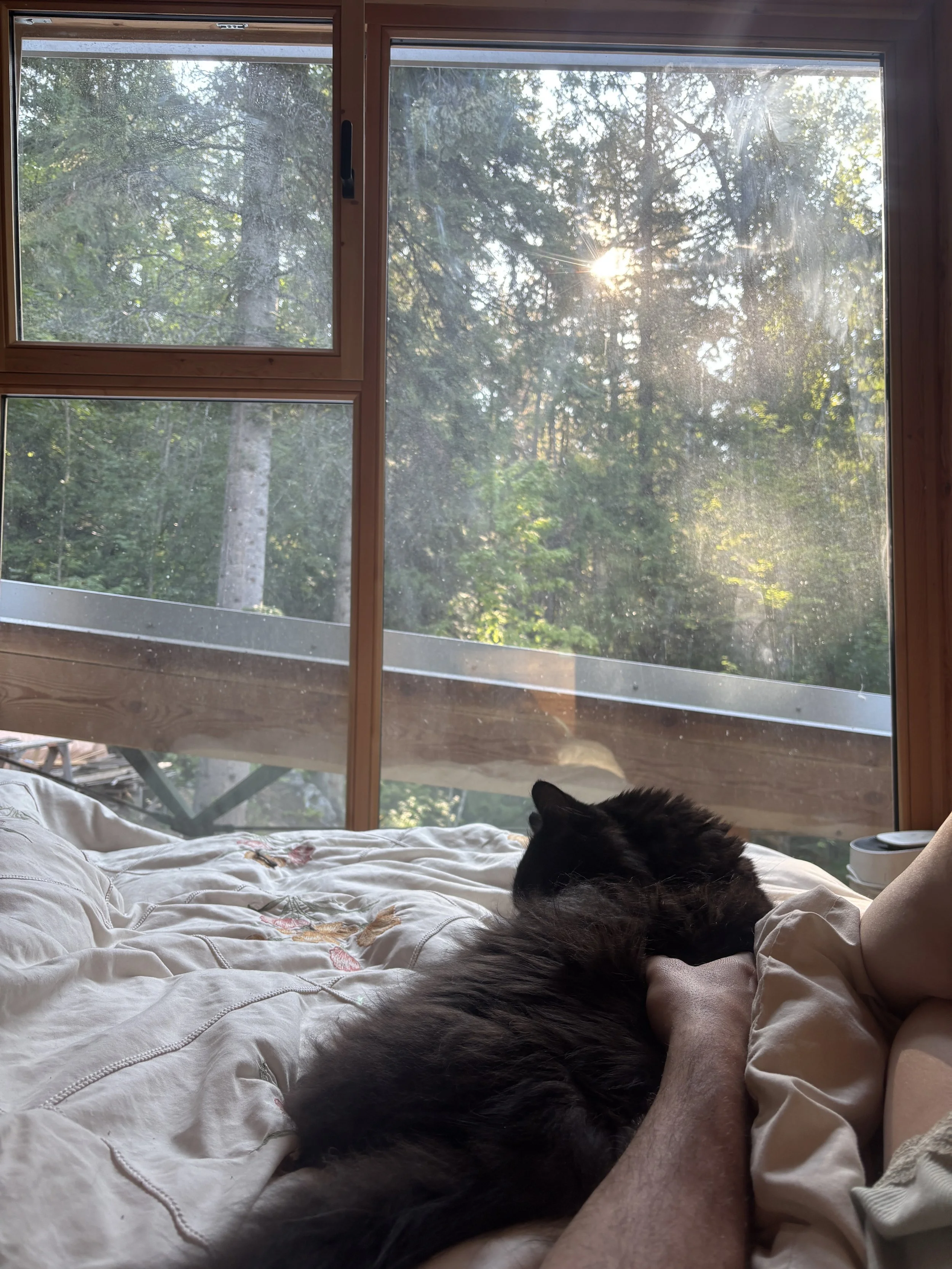 Burnout coach Annalee KOrnelsen pets her black cat in front of a forest-view window