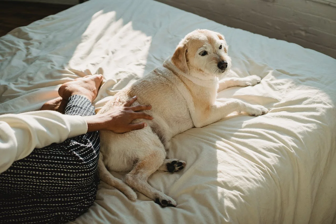 overcoming obstacles in acheiving your goals. A tawny dog rests in a sunbeam on a bed receiving pats from a person