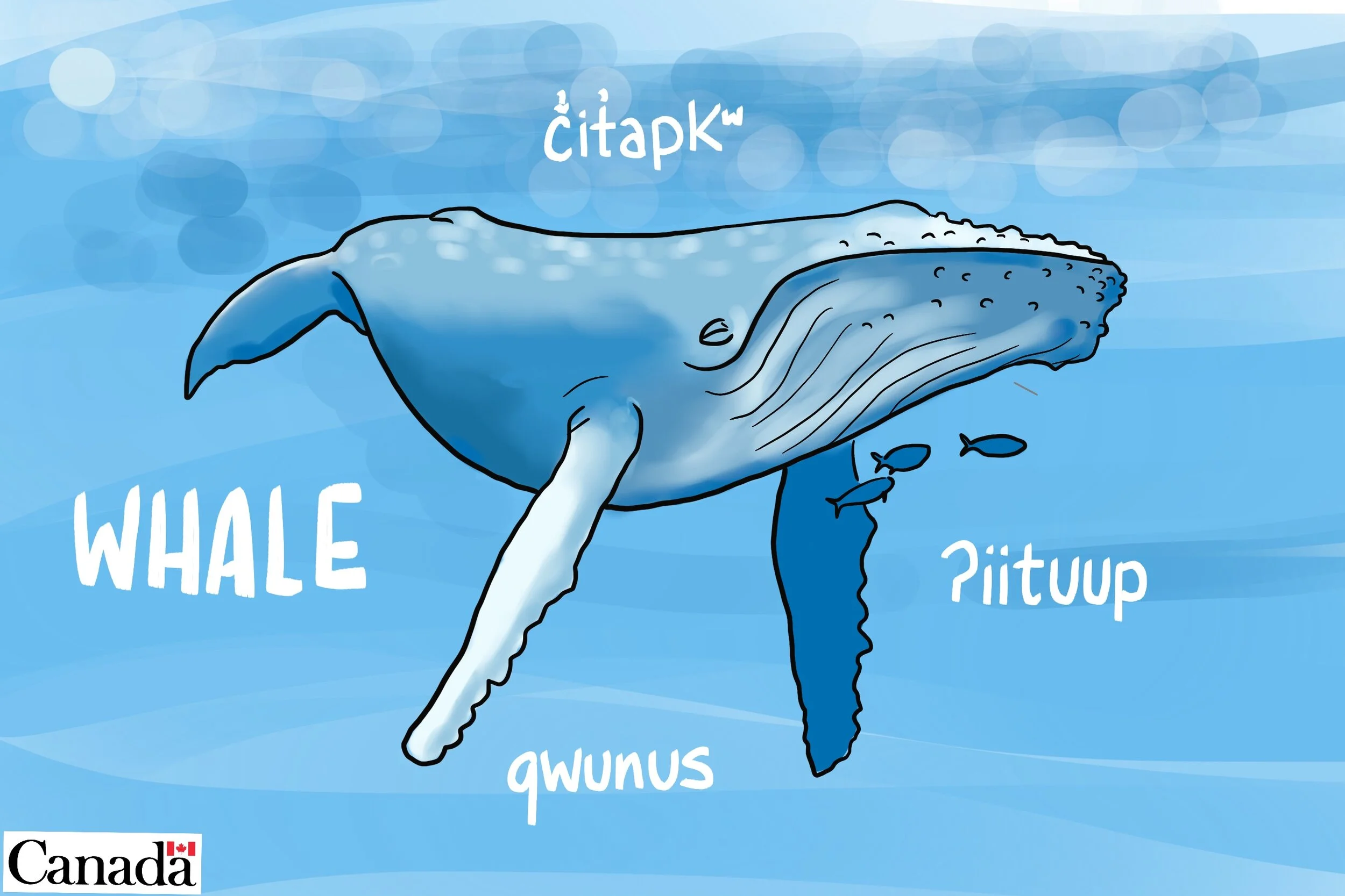 DFO Image Bank. Illustration of humpback whale