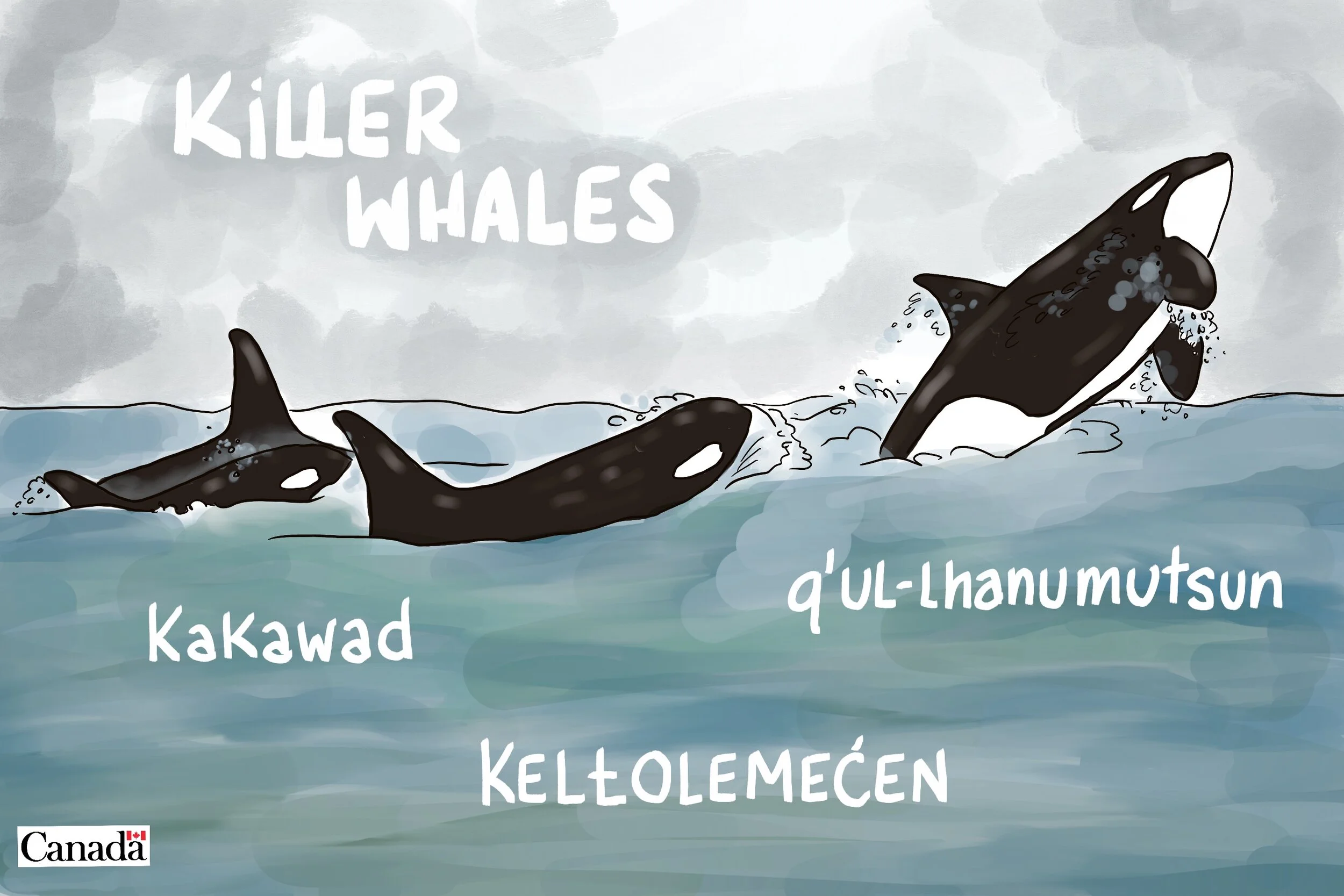 DFO Image bank. Illustration of Orca jumping with indigenous name 