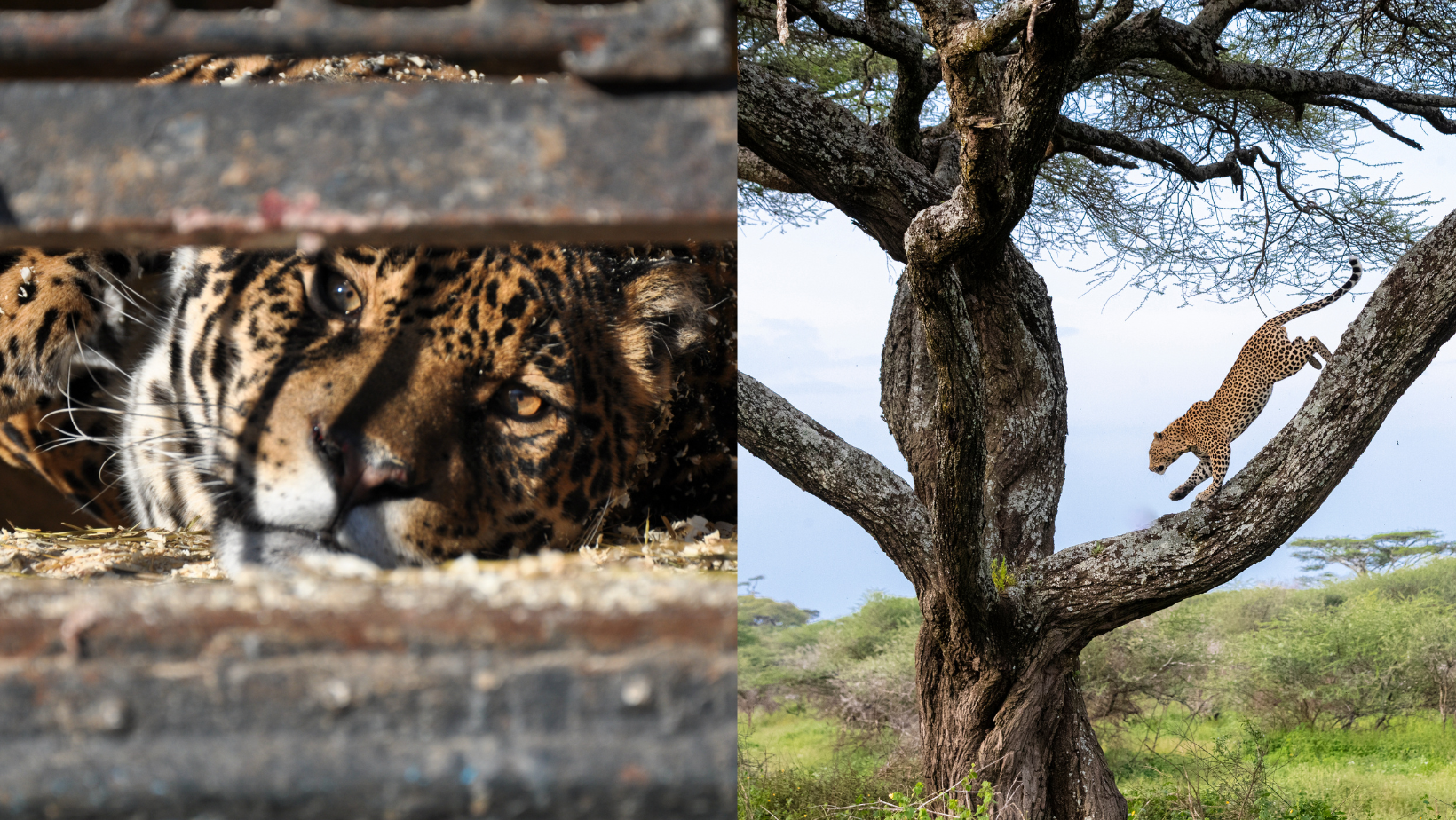 Leopard goes from staring through the bars of a cage to climbing trees, wild and free. It takes a while to rememebr how to be the animal we are after captivity.