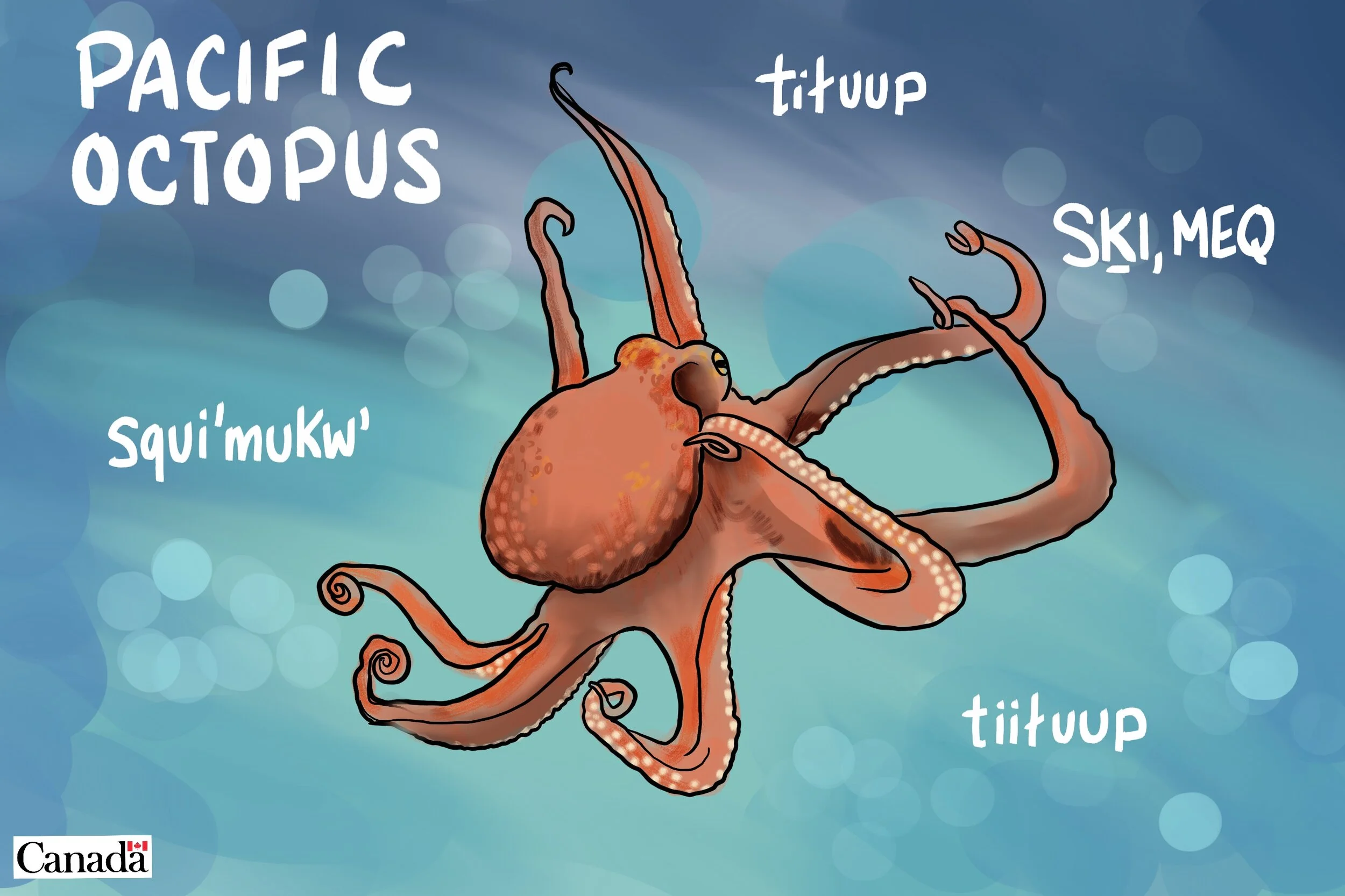 DFO Image Bank. Illustration of Octopus with indigenous names 