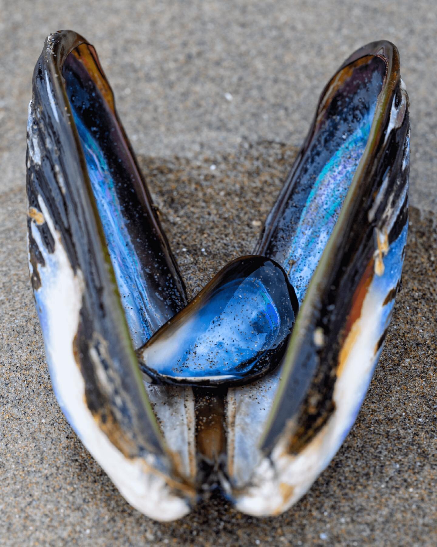 Hidden treasures are everywhere. You just have to pay attention. 

#shell #mussels #beachvibes #oregoncoast