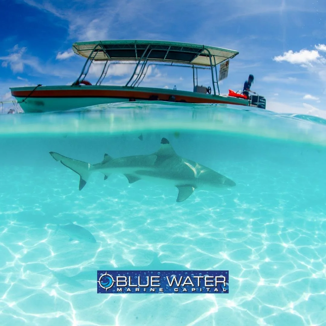 Today is Shark Awareness day! Here are 5 things to love about sharks:⠀
⠀
1. Fascinating and diverse⠀
2. Create healthy oceans by keeping populations in check⠀
3. Provide extraordinary experiences to divers and people who come in contact with them⠀
4.