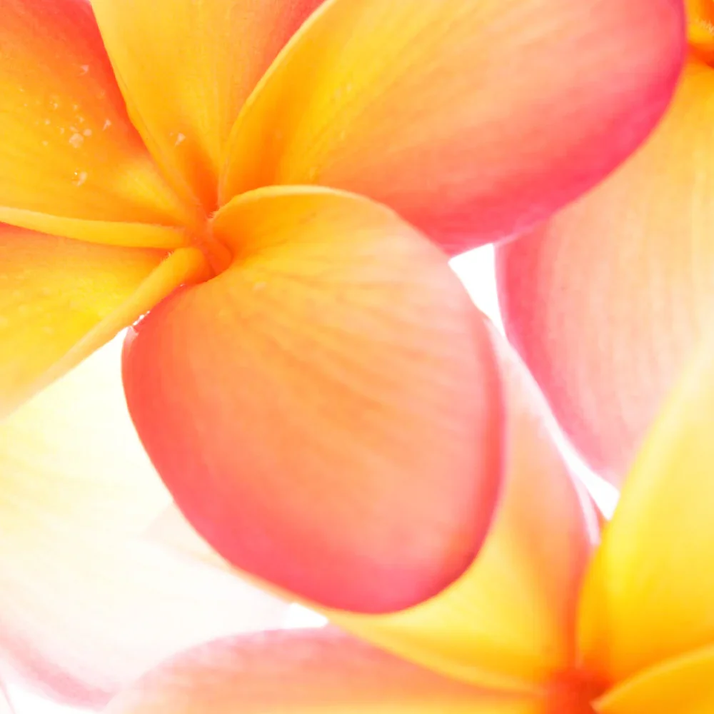 frangipani_BTF_diffuser_2_1000x.webp