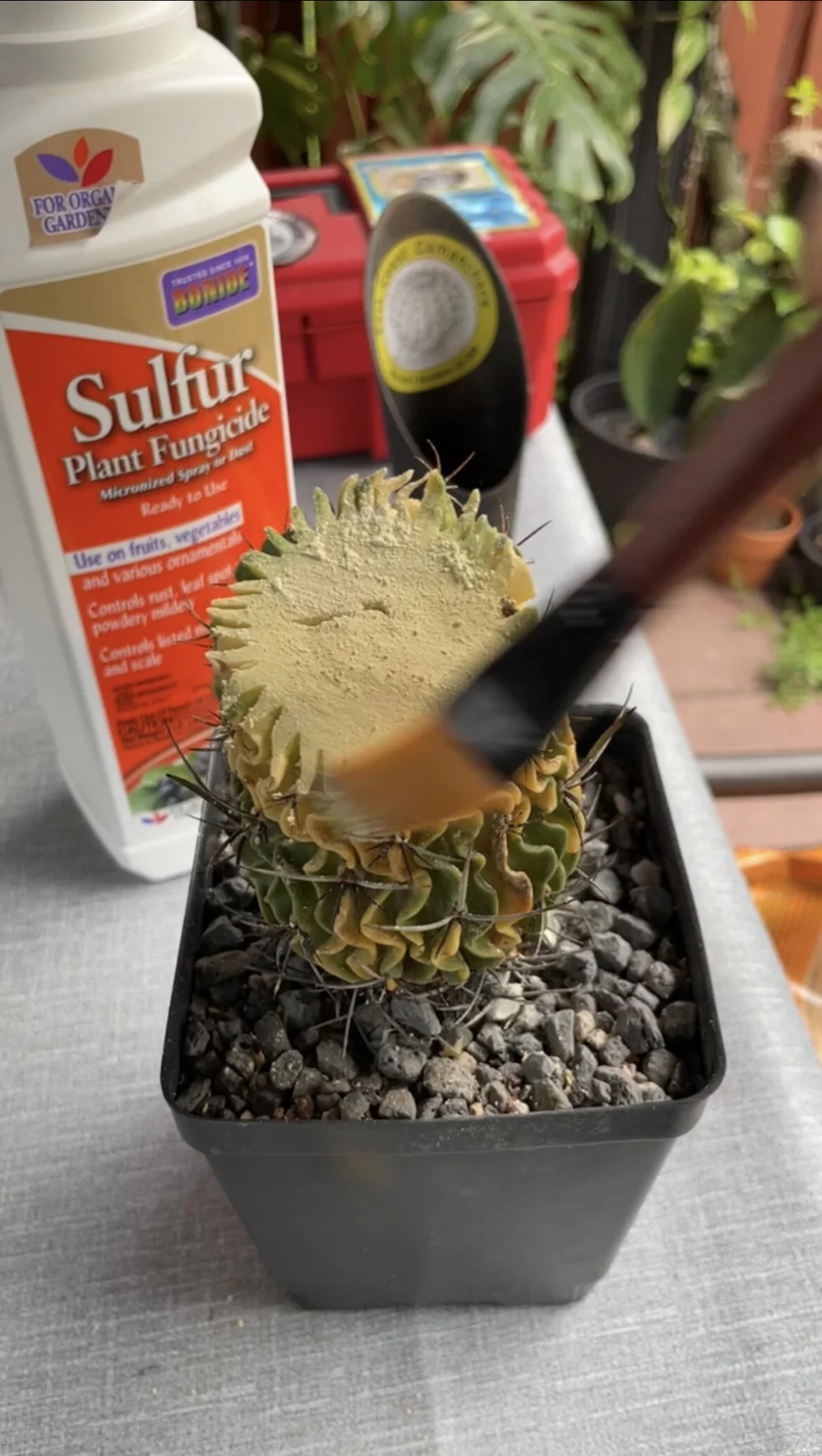 How to save a rotting cactus? — East Coast Camanchaca