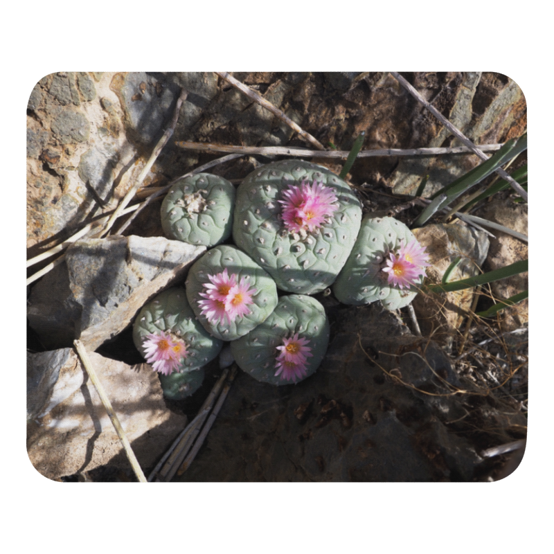 Fricii bloom mp.png