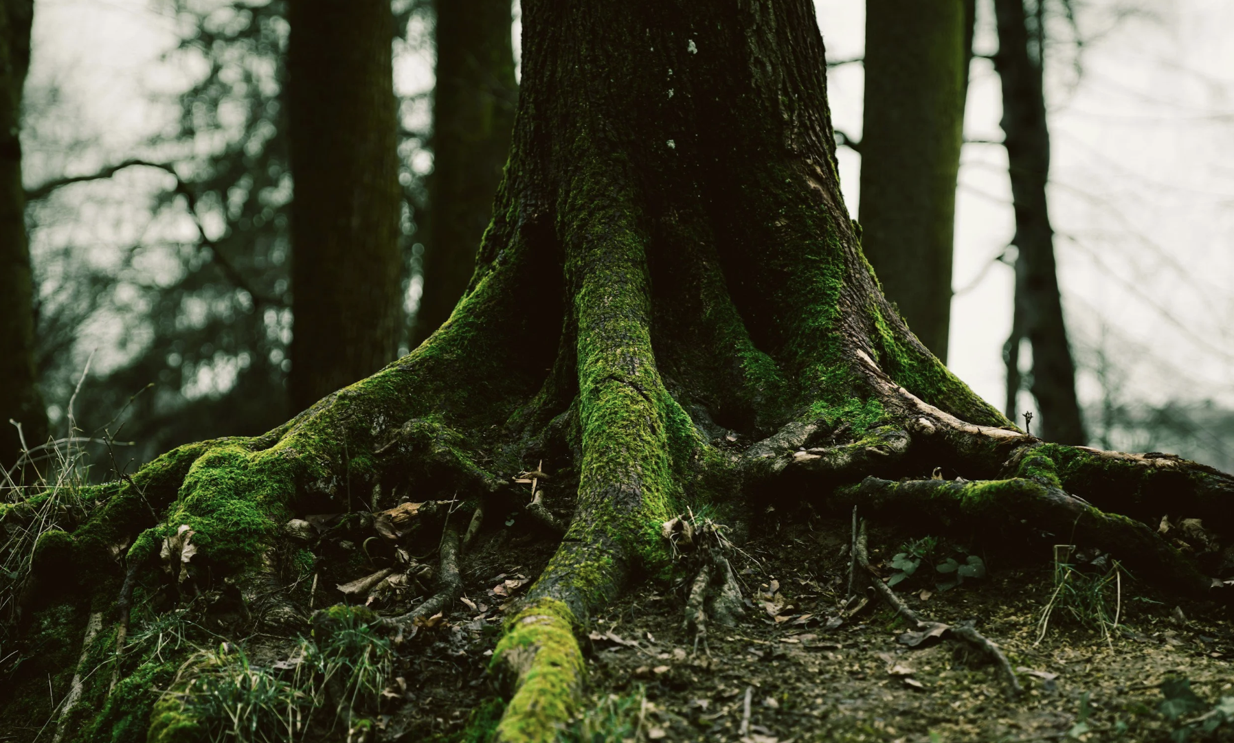 Muladhara Chakra, Root Chakra