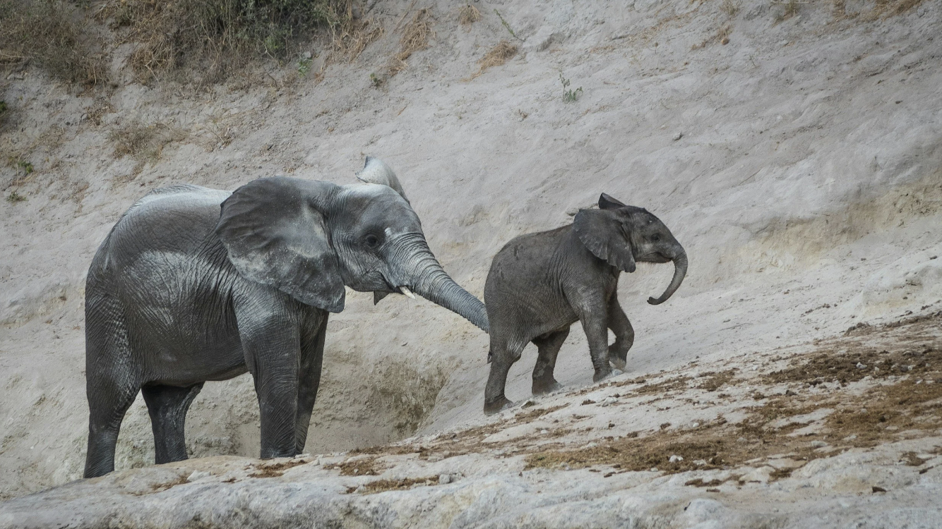 Root Chakra Elephant