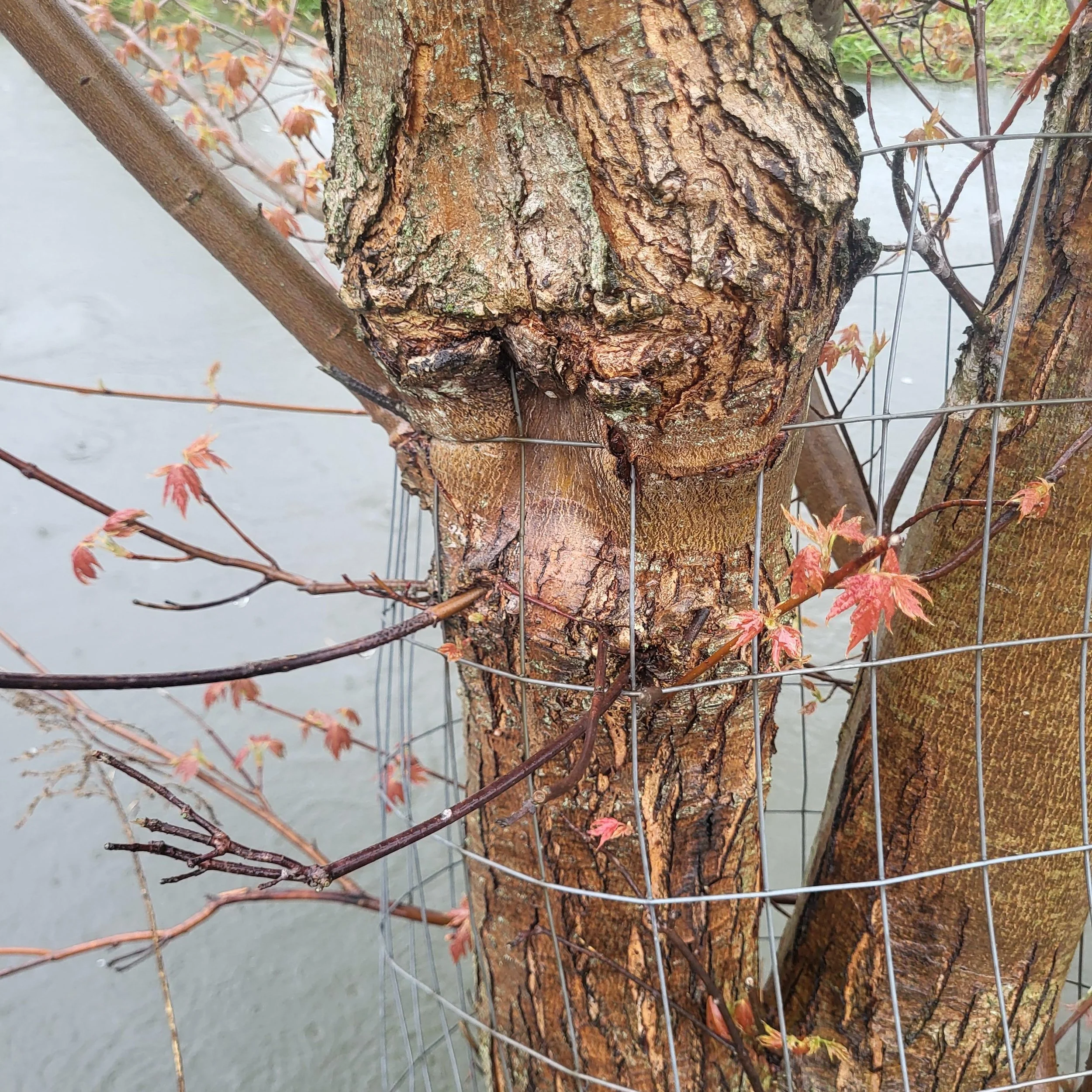 Cohocton River, Tree Maintenance and Streamside Tail Gate.