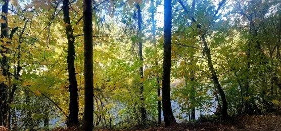 Auburn’s Wildlife &amp; Wildlands- A Juried Art Show