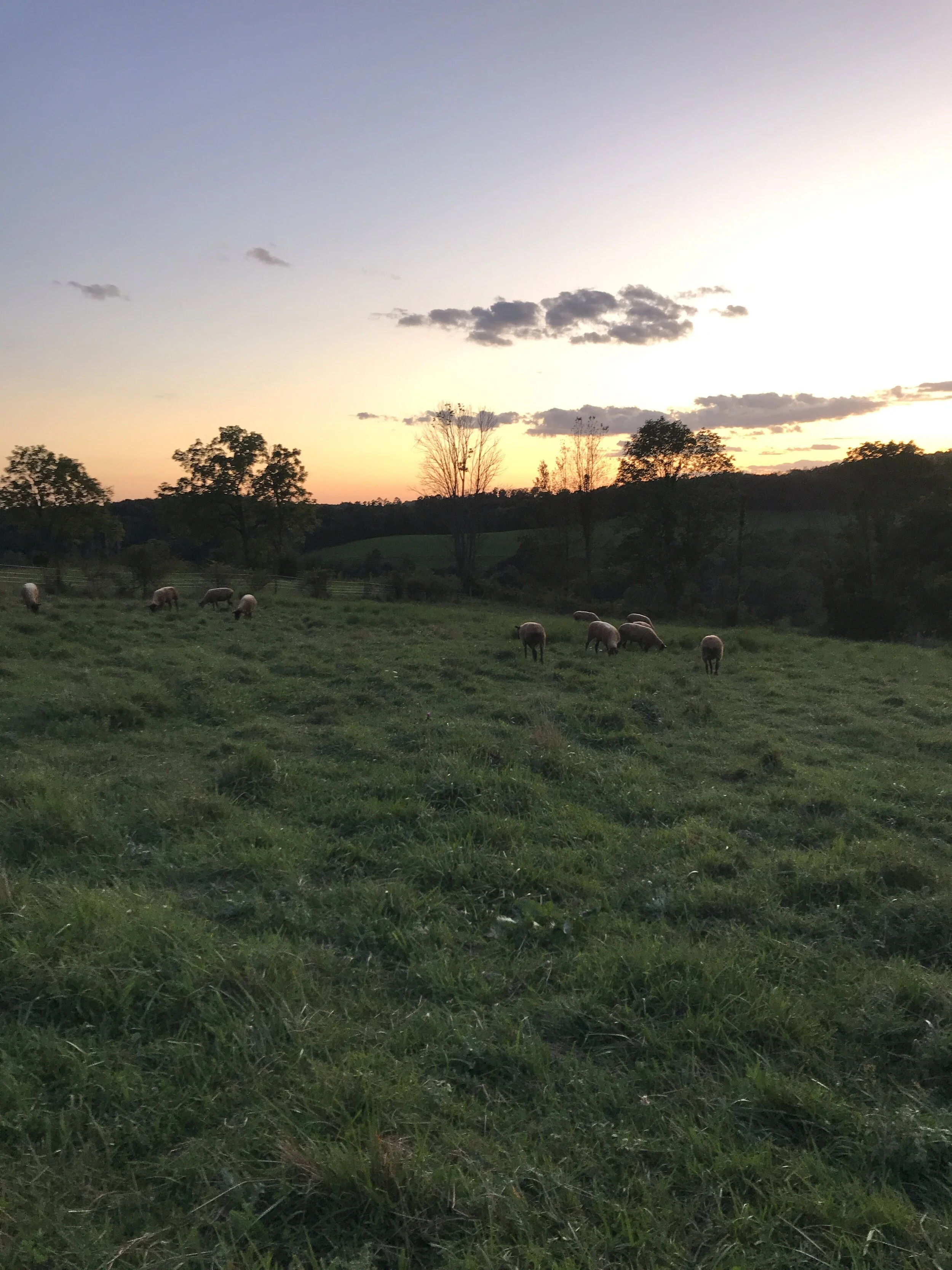 Sheep Sunset.JPG