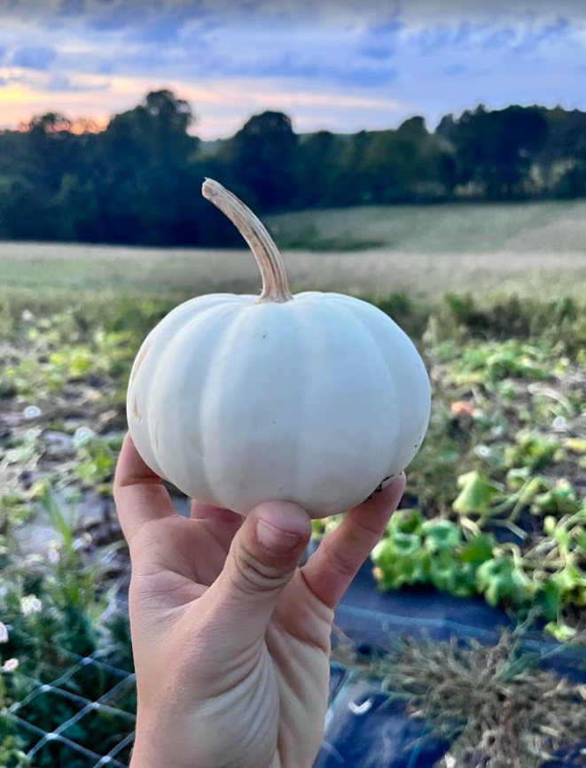 White Pumpkin .png