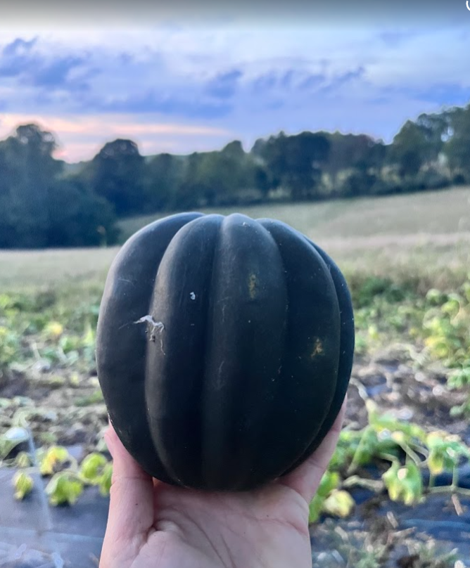Acorn Squash .png