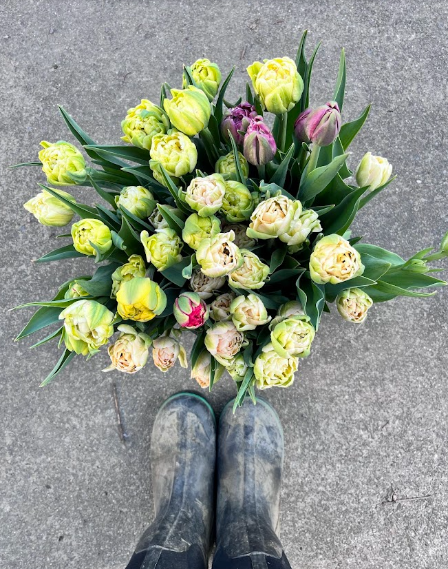Tulip Bouquet