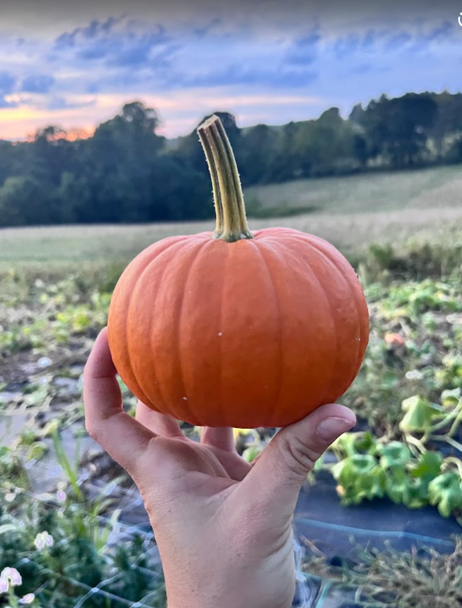 Orange Little Pumpkin