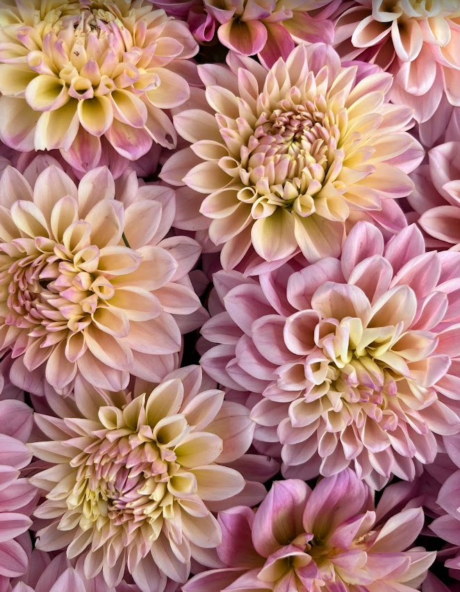 Coralie Dahlia Tuber