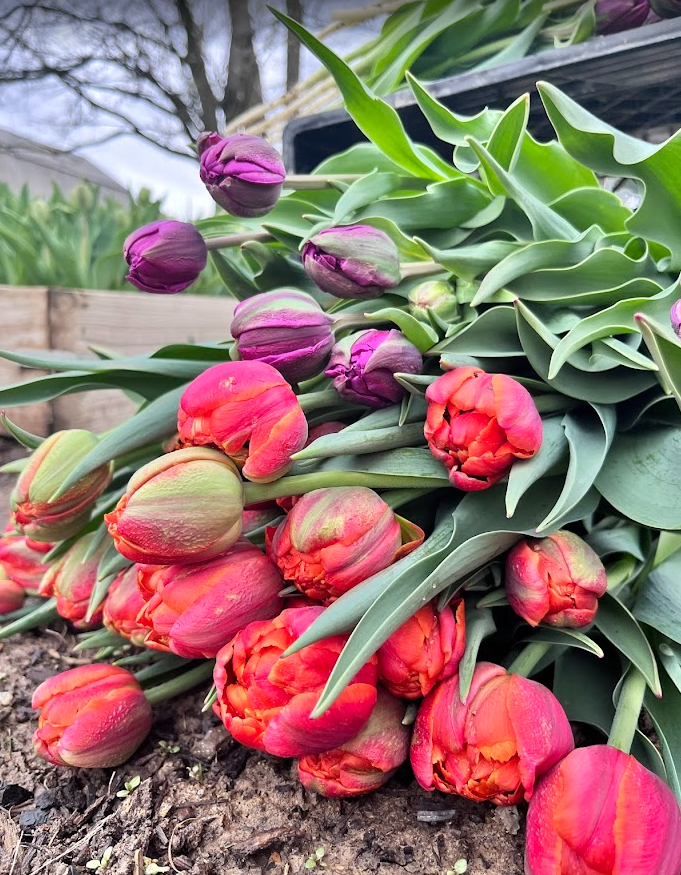 Easter Tulip Bouquet