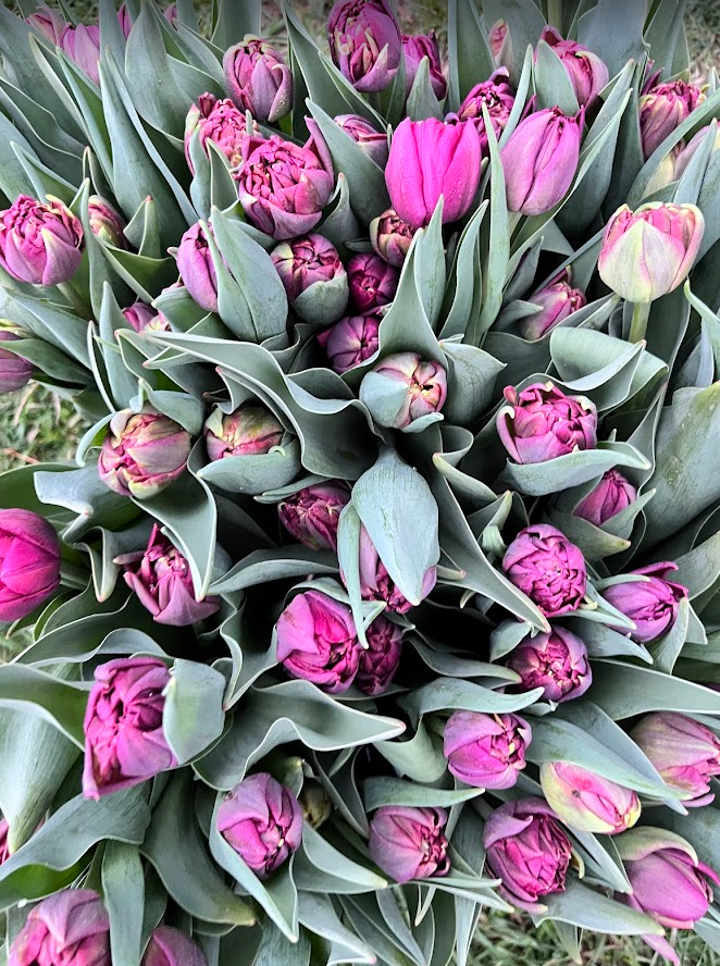 Tulips 3.png